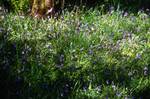 Colonsay House - Woods - Bluebells, Colonsay, Scotland
