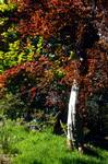 Colonsay House - Copper Beech & Bright Green Maple, Colonsay, Scotland