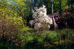 Colonsay House - Woods - Lots of Blossom, Colonsay, Scotland