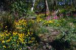 Colonsay House - Woods - Marsh Marigolds & Primulas, Colonsay, Scotland