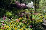 Colonsay House - Woods - Blossom, Primulas, Marsh Marigolds, Colonsay, Scotland