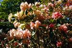 Colonsay House - Woods - Pink / Peach Rhodies, Colonsay, Scotland