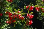 Colonsay House - Woods - Red Bell Rhodies, Colonsay, Scotland
