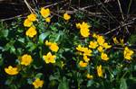 Colonsay House - Woods - Marsh Marigolds, Colonsay, Scotland