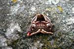 Death's Head Moth on Wall, Colonsay, Scotland