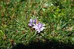 Port Ban (Pigs' Paradise) - Spring Squill, Colonsay, Scotland