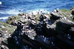 Port Ban (Pigs' Paradise) - Guillemots on Rocks, Colonsay, Scotland