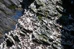 Port Ban (Pigs' Paradise) - Guillemots on Rocks, Colonsay, Scotland