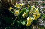 Track from Ardskenish - Primroses, Colonsay, Scotland