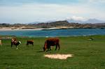 Ardskenish - Cows, Bens of Jura, Colonsay, Scotland