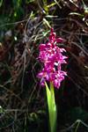 Purple Orchid, Lismore, Scotland