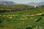 Field of Primroses, Lismore, Scotland