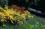 Yellow Azaleas, Red Rhodies & Bluebells, Pollok Park, Scotland