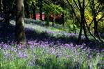 Bluebells & Rhodies, Pollok Park, Scotland