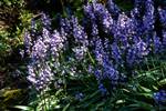 Botanic Gardens - Bluebells, Old Aberdeen, Scotland
