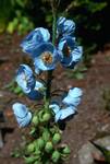 Botanic Gardens - Blue Himalayan Poppy, Old Aberdeen, Scotland