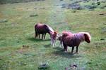 Shetland Ponies, Shetland - South Mainland, Scotland