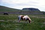 Sumburgh - Shetland Ponies, Shetland - South Mainland, Scotland