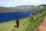 Head of Stromness Voe, Horses, Shetland - Hjalsteyn, Scotland