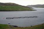 Salmon Farm, Shetland - Busta Voe, Scotland
