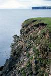 Cliffs with Flowers, Shetland - Nost, Scotland