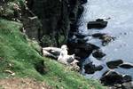 2 Fulmars, Shetland - Nost, Scotland