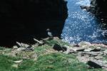 Cliff Edge - Puffins, Shetland - Nost, Scotland