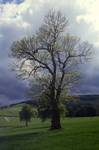 Sunlit Tree, Kildrummy, Scotland