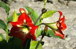 Red Amaryllis, Mitla, Mexico
