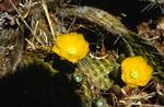 Yellow Flowers of Prickly Pear, Mexico