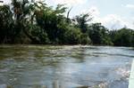 Jungle & River, River San Pedro, Guatemala