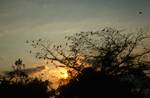 Setting Sun, Birds on Trees, River San Pedro, Guatemala