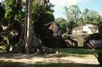 Tree, Buttress, Roots, Tikal, Guatemala