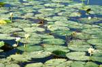 Water Lilies, Flores, Guatemala