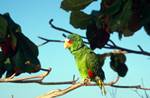 Green Parrot, Flores, Guatemala