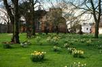 Church, Churchyard & Daffodils, Penrith, England