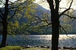 Trees, Buttermere, England