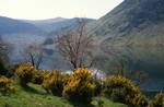 With Gorse, Crummock Water, England