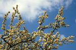Blackthorn Blossom, England