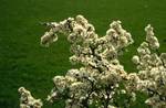 Blackthorn Blossom, England