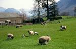 Sheep & Lambs, Near Kirkstyle, England