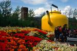 Yellow Teapot & Tulips, Glasgow Garden Festival, Scotland