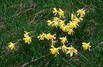 Daffodils - The First Seen!, Rensol Area, Andorra