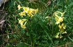 Cowslip or Yellow Primula, Rensol Area, Andorra