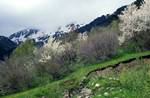 Hillside & Blossom, El Serrat, Andorra