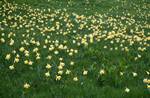 Mass of Daffodils, Val d'Incles, Andorra