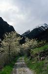 Road, Blossom, From Arinsol, Andorra