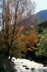 Sunlit Trees & River, Near Canillo, Andorra