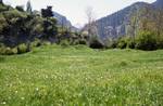 Field of Narcissi, Encamp, Andorra