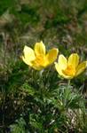 2 Yellow Anemones, Val d'Incles, Andorra